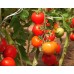 Томат ультраранний Северёнок F1, 20шт (Серия Северяне - Семена Аэлита)