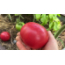 Томат ультраранний Северёнок F1, 20шт (Серия Северяне - Семена Аэлита)
