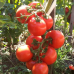 Томат ультраранний САНЬКА КРАСНЫЙ, 20 семян (Уральский Дачник)
