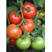 Томат ультраранний САНЬКА КРАСНЫЙ, 20 семян (Уральский Дачник)