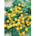 Томат комнатный Желтая Шапочка -5 семян (Серия Четыре лета - Семена ПОИСК)
