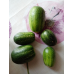 Огурец круглый Смайлик F1, 12шт (Семена ПОИСК)
