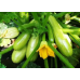 Кабачок-цукини КОРНИШОННЫЙ 6шт (Уральский Дачник)