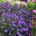 Лобелия эринус Хрустальный дворец  0,1г (Семена ПОИСК)