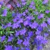 Лобелия эринус Хрустальный дворец  0,1г (Семена ПОИСК)