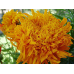 Бархатцы прямостоячие хризантемовидные Фантастик 0,2г (Семена ПОИСК)