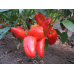 Перец сладкий низкорослый Подарок Молдовы (Семена Аэлита)