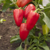 Перец сладкий низкорослый Подарок Молдовы (Семена Аэлита)