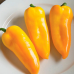 Перец сладкий для открытого грунта Янтарь (Серия Северяне - Семена Аэлита)