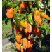 Перец сладкий для открытого грунта Янтарь (Серия Северяне - Семена Аэлита)