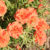 Портулак крупноцветковый Солнечная страна оранжевый 0,1г (Семена ПОИСК)