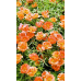 Портулак крупноцветковый Солнечная страна оранжевый 0,1г (Семена ПОИСК)