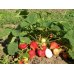 Земляника садовая (клубника) Гигантелла - 10 семян (Сиб сад)