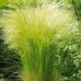 Ковыль тончайший Пушистое облако (Семена Аэлита)