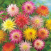 Георгина Кактус фловеред микс 0,2г (Семена ПОИСК)