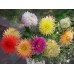 Георгина Кактус фловеред микс 0,2г (Семена ПОИСК)