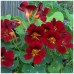 Настурция большая Коричневый блик, 1г (Семена ПОИСК)