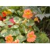 Настурция низкорослая кустовая Аляска Оранжевая, 1г (Семена ПОИСК)