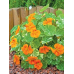 Настурция низкорослая кустовая Аляска Оранжевая, 1г (Семена ПОИСК)