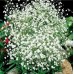 Гипсофила многолетняя Снежинка 0,2г (Русский Огород)