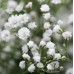 Гипсофила многолетняя Снежинка 0,2г (Русский Огород)