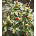 Перец острый декоративный Зажигалка, 15 семян (Семена Аэлита)