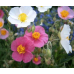 Солнцецвет Каменный цветок, смесь сортов  0,1г (Семена Аэлита)