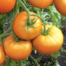 Томат салатный крупноплодный Медовый гигант (Семена Аэлита)