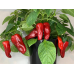 Перец комнатный сладкий Кузя красный, 5 семян (серия Четыре лета - Семена Поиск)