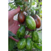 Томат кистевой Суперэкзотик (Серия Мировая коллекция, Аэлита)