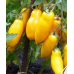 Томат кистевой Дрова желтые, 20 семян (серия Суперхит 21 века - Аэлита)