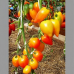 Томат Похвала Марины (Гордость Марины) - 20 семян (серия Народный любимец - Аэлита)