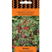 Перец комнатный острый Феникс, 5 семян (Серия Четыре лета - Семена ПОИСК)