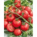 Томат комнатный Красная россыпь, 5 семян (Серия Четыре лета - Семена ПОИСК)