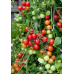 Томат комнатный Рябиновые бусы, 5 семян (Серия Четыре лета - Семена ПОИСК)