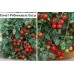Томат комнатный Рябиновые бусы, 5 семян (Серия Четыре лета - Семена ПОИСК)