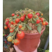 Томат комнатный Беби, 5 семян (Серия Четыре лета - Семена ПОИСК)