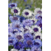 Василёк Братец Иванушка, смесь 0,3г (Семена ПОИСК)