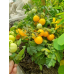 Томат комнатный Оранжевая Шапочка, 5 семян (Серия Четыре лета - Семена ПОИСК)