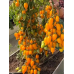 Томат кистевой Цыпочка,10 семян (Семена Алтая)