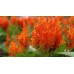 Целозия перистая Айс Крим Оранжевый факел, 7 семян (Семена Алтая)