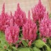 Целозия перистая Айс Крим Розовый факел, 7 семян (Семена Алтая)