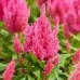 Целозия перистая Айс Крим Розовый факел, 7 семян (Семена Алтая)