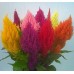 Целозия перистая, смесь окрасок 0,2г (Семена Алтая)