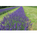 Лаванда английская Пурпурный колос, 5 семян (Семена Алтая)