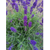 Лаванда английская Пурпурный колос, 5 семян (Семена Алтая)