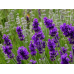 Лаванда английская Пурпурный колос, 5 семян (Семена Алтая)