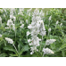 Шалфей мучнистый Виктория Вайт, 10 семян (Семена Алтая)