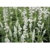 Шалфей мучнистый Виктория Вайт, 10 семян (Семена Алтая)