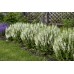 Шалфей мучнистый Виктория Вайт, 10 семян (Семена Алтая)